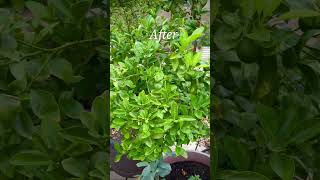 How to Fix Yellow Leaves on Citrus Trees [upl. by Ahusoj]