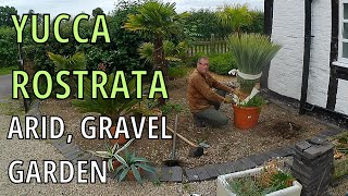 Yucca Rostrata Beaked Yucca care and cultivation UK [upl. by Ivanah]