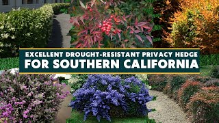 7 Excellent Drought Resistant Privacy Hedge Options for Southern California 🌺🍃 [upl. by Yltnerb250]