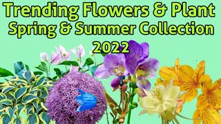 Trending Flowers and Plants in 2022 Spring and Summer Collection Holland Flower Council [upl. by Broder745]