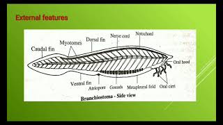 Subphylum Cephalochordata [upl. by Aseret]