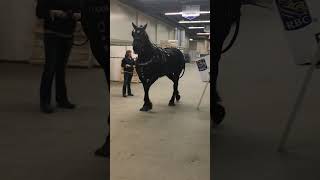 Manitoba Winter festival  King of the Show 2019 [upl. by Nicky]