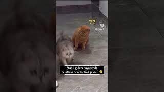 Delirttiniz beni 🤓😂cat shorts keşfet [upl. by Natica]