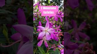 2 Melastoma Flower Varieties 🌸 Plant with Many flowers [upl. by Menell]