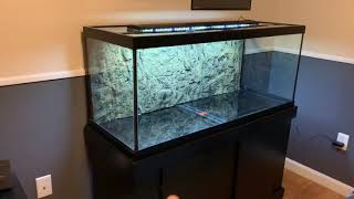 New 75 gallon fish tank set up [upl. by Cami]