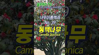 동백나무 이름 유래 동백나무 Camellia japonica 난대숲 나무이름백과 [upl. by Esir]