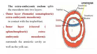 germ layers formation [upl. by Arraet]