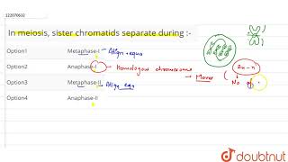 In meiosis sister chromatids separate during [upl. by Herates]