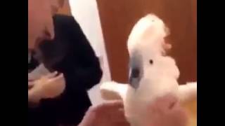 crazy cockatoo parrot screamingviral shorts youtubeshorts parrot [upl. by Dnalevelc]