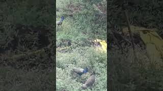 wild peahens and peacocks visits our farm everyday💖 [upl. by Brinn]