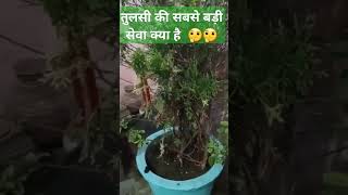 Tulsi ki sbsa bdi sewa kya hai 😐 🤔🤔panditpradeepmishrajikikatha trending pradeepmishrajikathaupay [upl. by Anihsat]