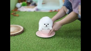 Teacup Pomeranian 티컵 포메라니안 [upl. by Rehtul]