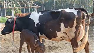 8089700143 l cow available cow palakkad [upl. by Srevart]