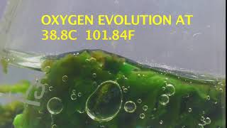 Thermophilic Cyanobacteria Photosynthesising at 101F [upl. by Sato]