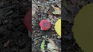 quot𝙏𝙝𝙚 𝙎𝙞𝙘𝙠𝙚𝙣𝙚𝙧quot Wild Dark Red Toxic Mushroom check channel for many more types of mushrooms [upl. by Bhatt]