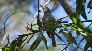 The nice call of a Brown Honeyeater [upl. by Oicangi]