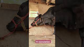 Direct IV administration in jugular vein in a Holstein cowintravenous calcium in jugular vein [upl. by Junina324]