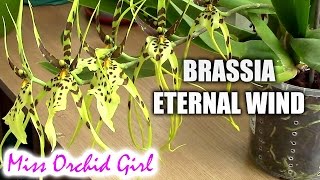 Brassia Eternal Wind  Meet the spider orchid [upl. by Xad402]