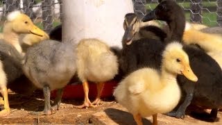 From Duckling to Duck  Farm Raised With P Allen Smith [upl. by Navoj27]