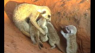 Baby meerkats  from the wildlife book Kalahari Dream httpwwwkalaharidreamcom [upl. by Consuela]