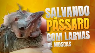 SALVANDO PÁSSARO CHEIO DE BERNES  LARVAS DE MOSCAS [upl. by Atteuqal]