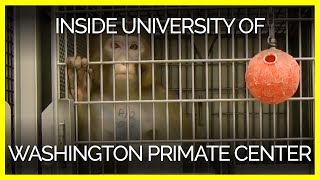 PETA Releases FirstEver Video Footage From Inside University of Washington Primate Center [upl. by Aitsirt457]