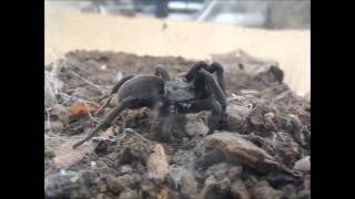 Arizona Black Hole Spider digging [upl. by Aihsaei26]