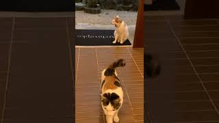 C MAGNIFIQUE VIDÉO CHAT 🐱 🐱 🐱 🐱 🐱 🐱 cat chatonmignon cute chaton kitten [upl. by Clover]