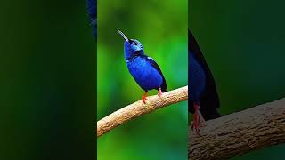 The redlegged honeycreeper birds birdslover beautifulbird nature [upl. by Tiphani]