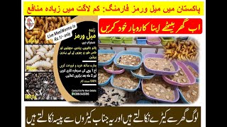 Live Mealworms Farming II HOW TO EARN MONEY FROM MEALWORMS II BEST BUSINESS IDEA [upl. by Aloz]