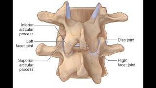 Two Minutes of Anatomy Facet Joints AKA Zygapophyseal Joints or Apophyseal Joints [upl. by Dwight]