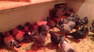 Teaching Baby Pigeons to Eat [upl. by Handel]