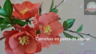 Tutorial Camelias en pasta de goma azúcar [upl. by Lazaro]