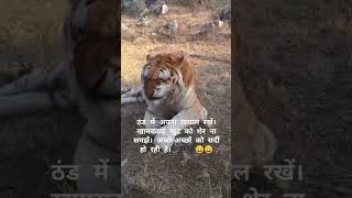 😂😂😂😂😂😂funny lion cold winter shortsviral subscribe likeandsubscribe [upl. by Albers]