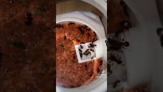 Acanthomyrmex glabfemoralis ants sangkienshop [upl. by Granese]