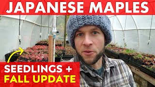 When to Grow Japanese Maple Trees from Seed  Air Layer Results [upl. by Annorah143]