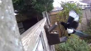 Squirrelcam 4 Magpie tries to steal squirrels nuts [upl. by Ehlke]