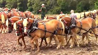 Plowing with Horses at Pinckneyville [upl. by Allenad]