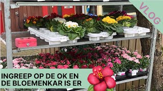 Foute cellen wegsnijden en wegbranden en de bloemenkar staat er weer VLOG220 Ingrid Speijer [upl. by Onitselec]