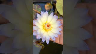 AnukkulAnukoon waterlily waterplant nymphaea ponds Anukkul [upl. by Frere940]