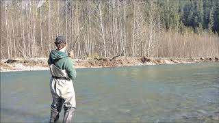 Coho Chum and Bull Trout on the Squamish River in November [upl. by Lamahj]