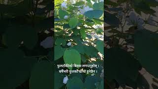 फूलटाँकी Bauhinia acuminataDwarf white bauhinia [upl. by Adnah]