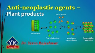 Antineoplastic agents  Plant products  Etoposide  Vinblastine  Vincristine  YR Pharma Tube [upl. by Hess736]