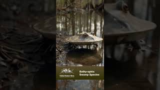 Unveiling the Bathyophis The Hovering Amphibian of Okefenokee Swamp and its Fight for Surviva [upl. by Annaya879]