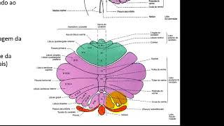 VÍDEO AULA DE CEREBELO PARTE 1 ANATOMIA E FUNÇÕES [upl. by Muirhead777]