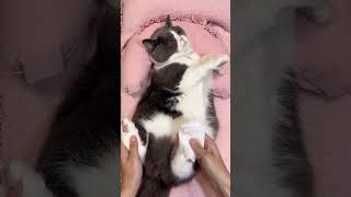 Foot care foryou cute viral cat pet clean shorts brush ytshorts kitten [upl. by Kory]