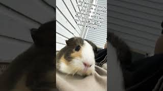 Join the guinea pig kingdom now at quotCect Makes Art quot guineapig [upl. by Candace]