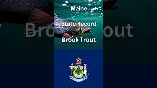 How big is the Maine state Record Brook Trout [upl. by Sivrup]