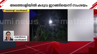 അത്തോളിയിൽ കടുവ സ്ഥലത്ത് പരിശോധന തുടരുന്നു ആശങ്കയിൽ നാട്ടുകാർ [upl. by Aimo946]