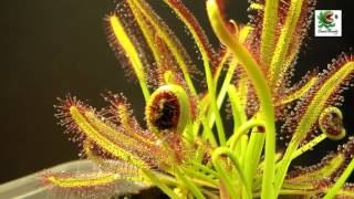 Planta Carnívora  Drosera capensis cazando [upl. by Ociral504]